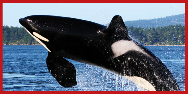 Orca Whale Jump out of Ocean, Still Shot